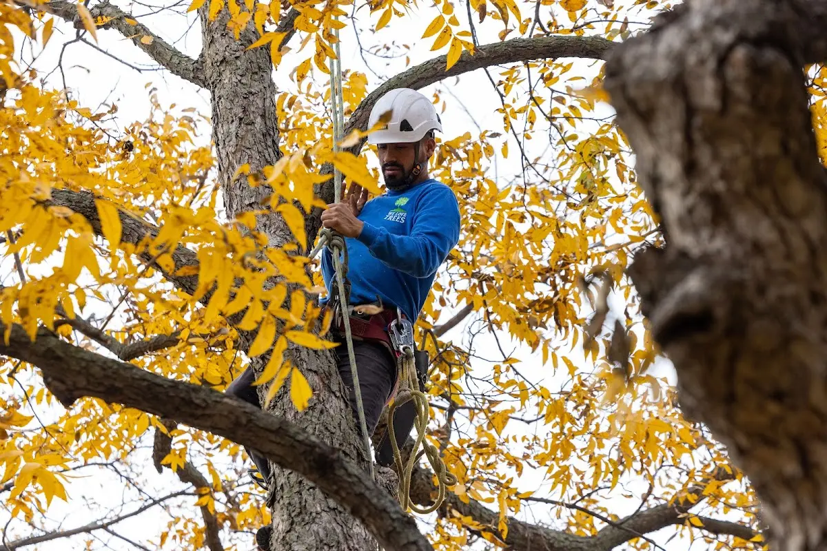 Skilled Storm Damage Cleanup crew working in Lee